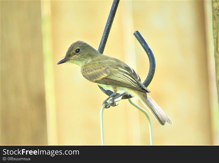 Bird, Fauna, Beak, Hummingbird