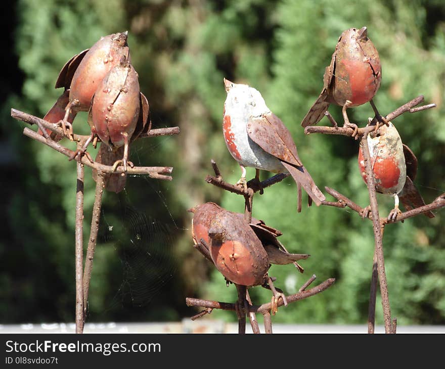 Bird, Fauna, Beak, Sparrow