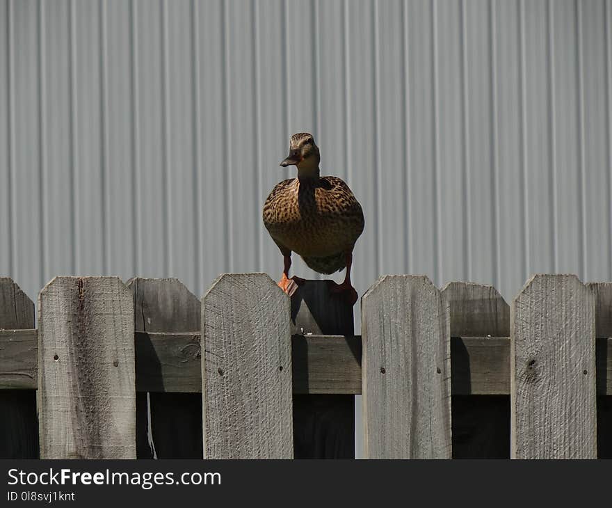 Fauna, Bird, Water Bird, Beak