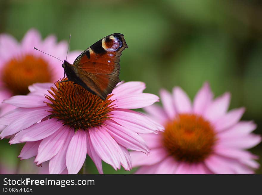 Flower, Butterfly, Nectar, Insect