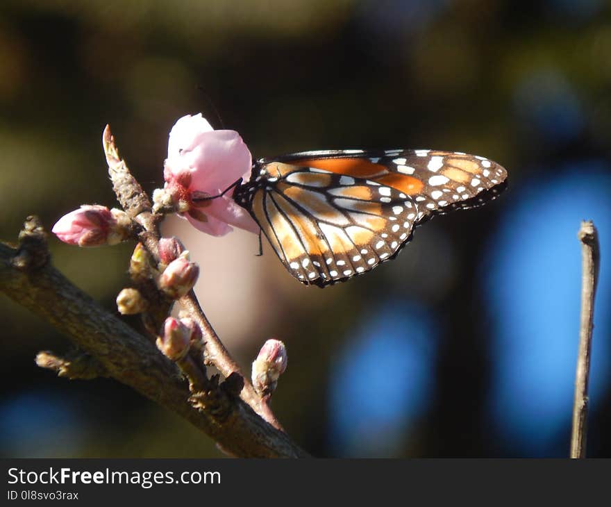 Butterfly, Insect, Moths And Butterflies, Brush Footed Butterfly