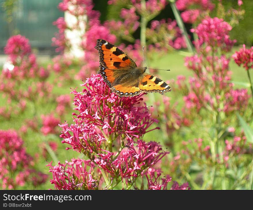 Butterfly, Flower, Brush Footed Butterfly, Moths And Butterflies