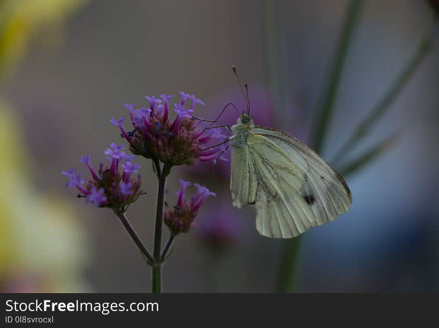 Butterfly, Moths And Butterflies, Insect, Brush Footed Butterfly