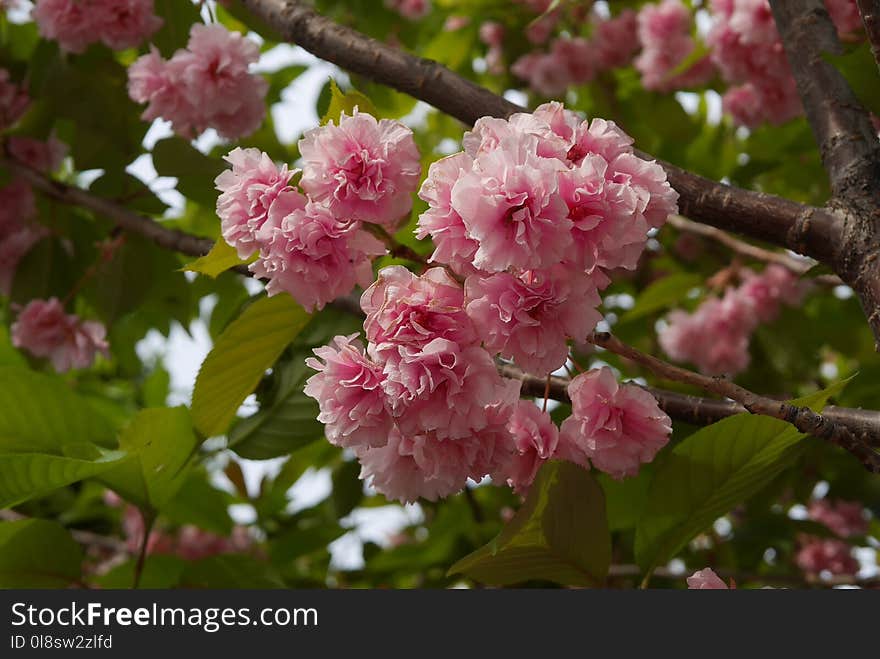 Blossom, Pink, Flower, Cherry Blossom