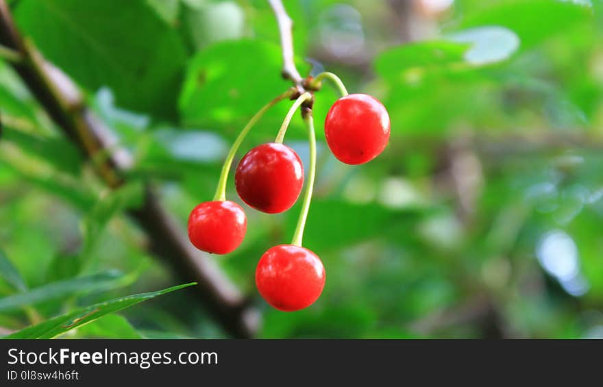 Cherry, Fruit, Natural Foods, Berry