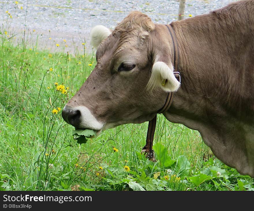 Cattle Like Mammal, Grazing, Pasture, Fauna