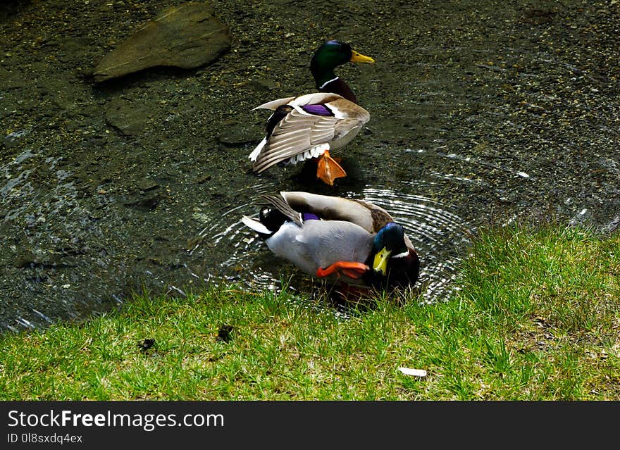 Bird, Duck, Fauna, Water Bird