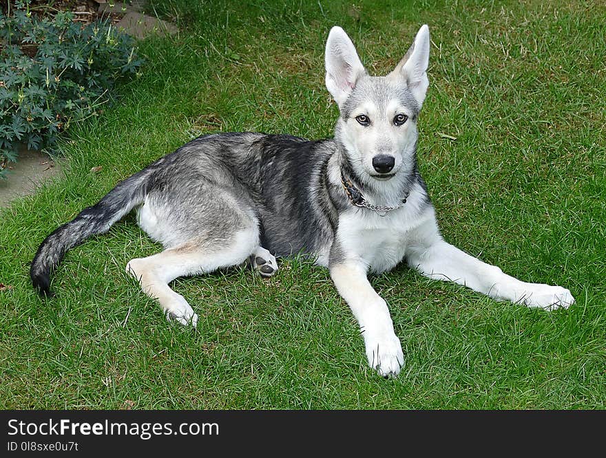 Dog Like Mammal, Tamaskan Dog, Dog, Saarloos Wolfdog