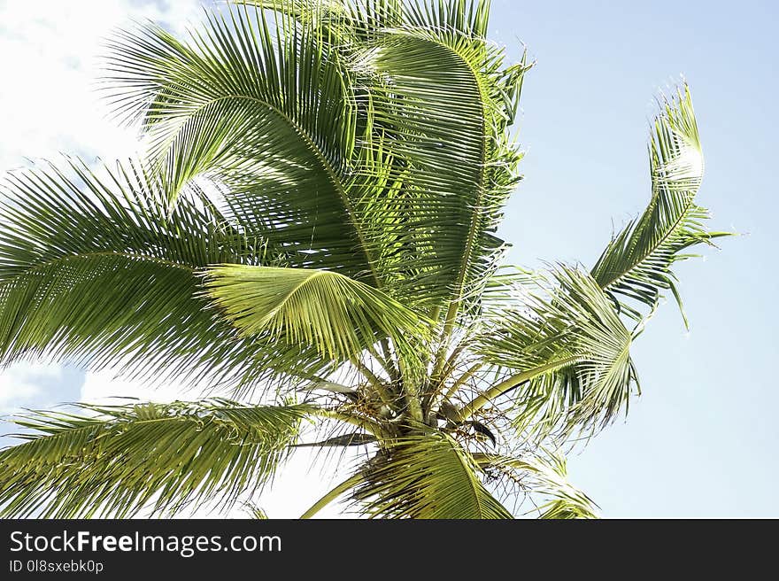 Vegetation, Tree, Palm Tree, Arecales