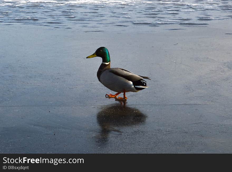 Duck, Mallard, Bird, Water Bird