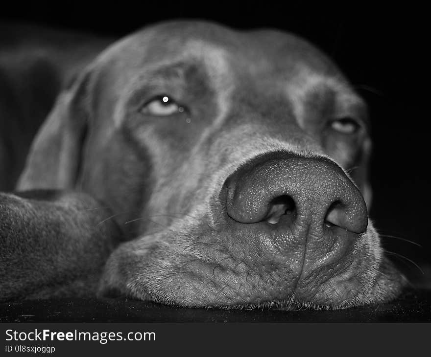 Dog, Black, Face, Nose