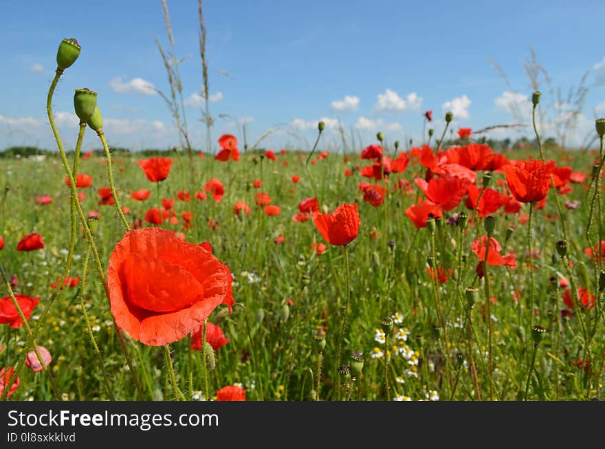 Flower, Ecosystem, Field, Wildflower