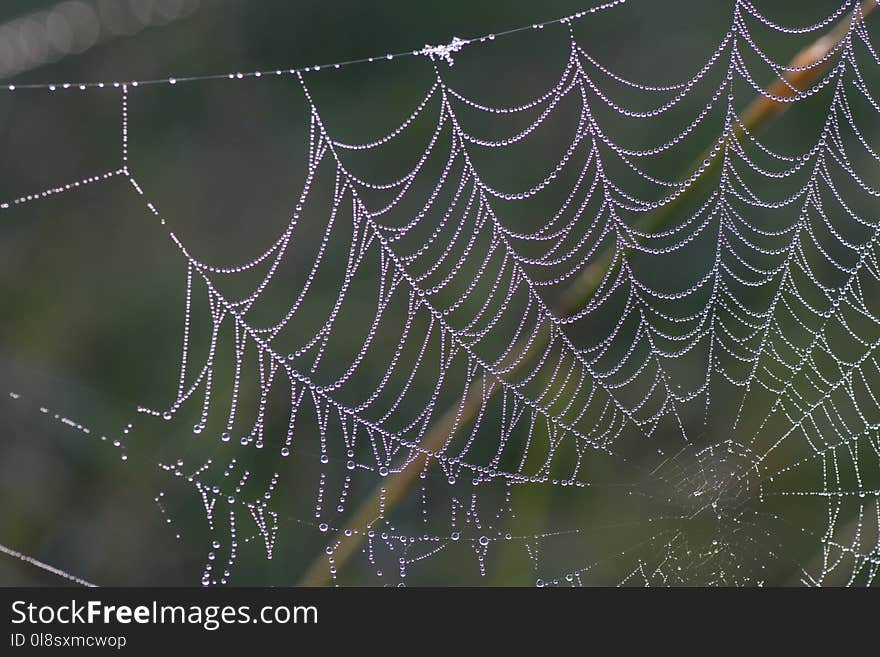 Spider Web, Water, Moisture, Leaf