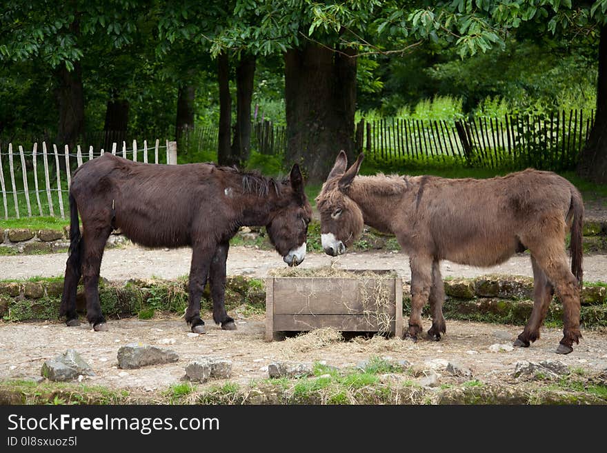 Fauna, Donkey, Horse Like Mammal, Wildlife