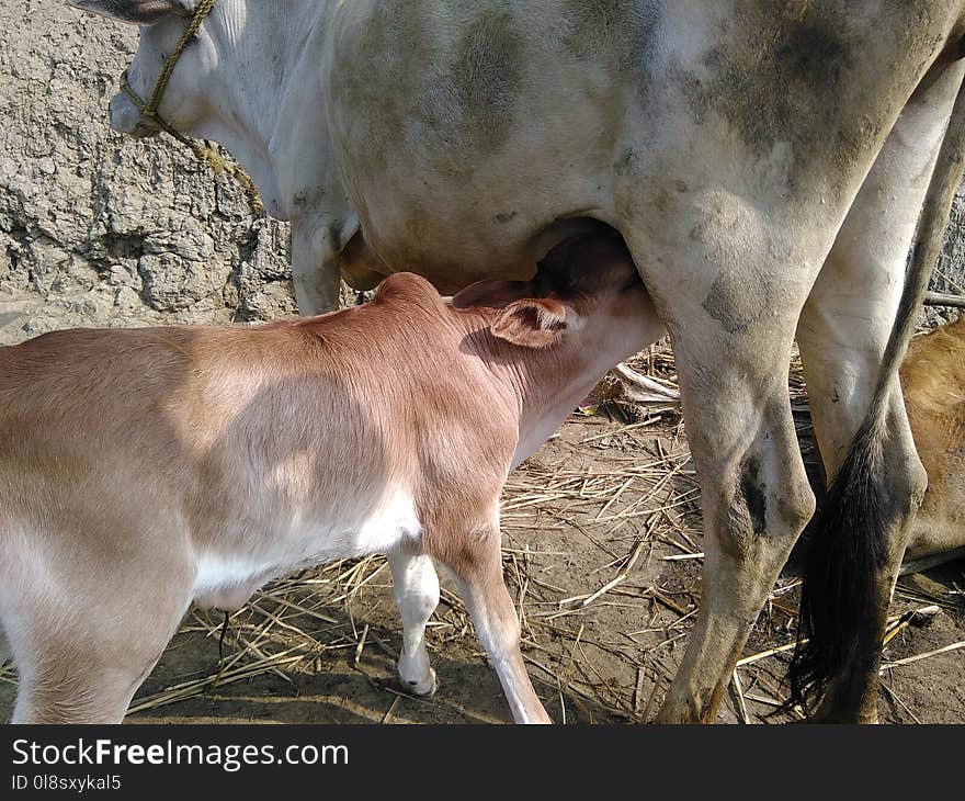 Cattle Like Mammal, Fauna, Calf, Dairy Cow