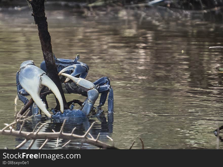 Water, Tree, Water Bird, Bird