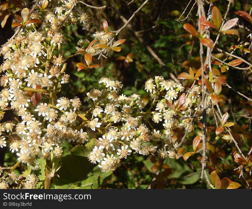 Plant, Flora, Flower, Spring