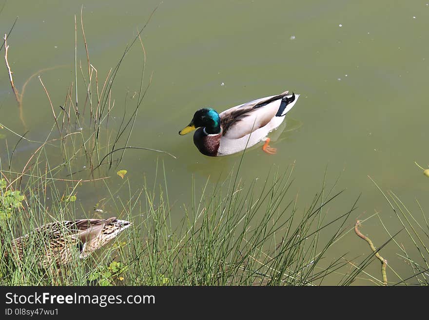 Bird, Duck, Ecosystem, Fauna