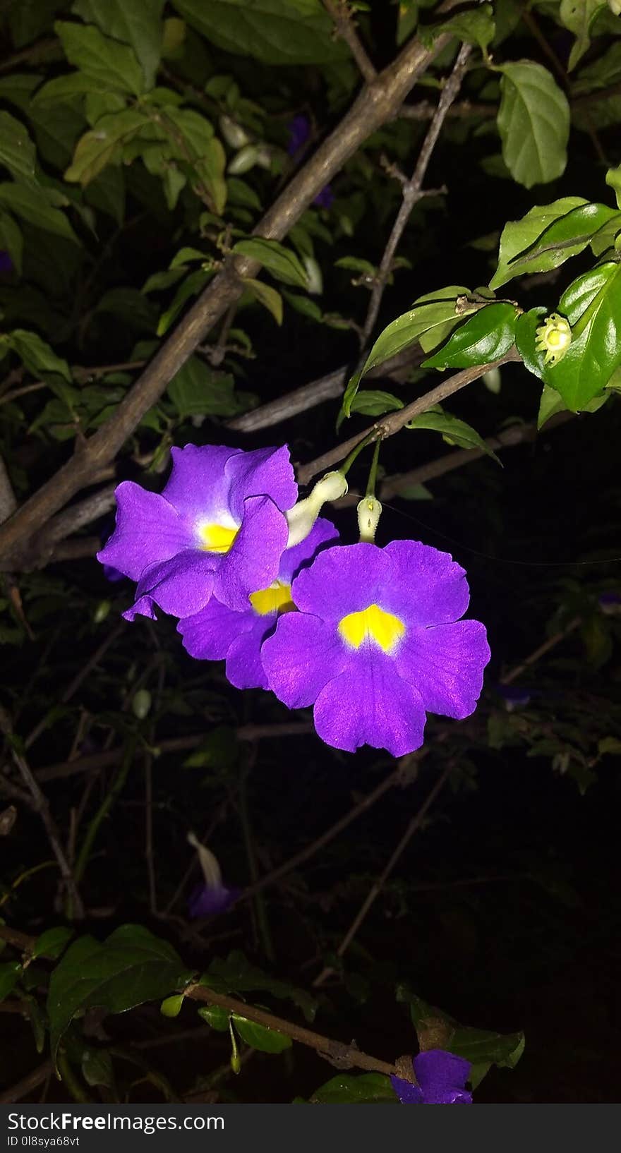 Flower, Flora, Plant, Purple