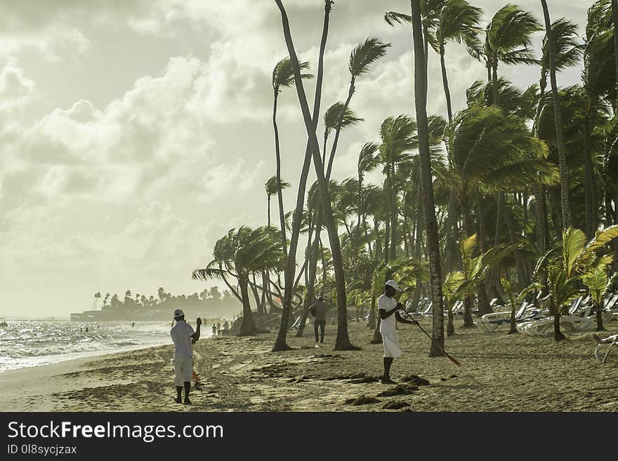 Arecales, Palm Tree, Tree, Water