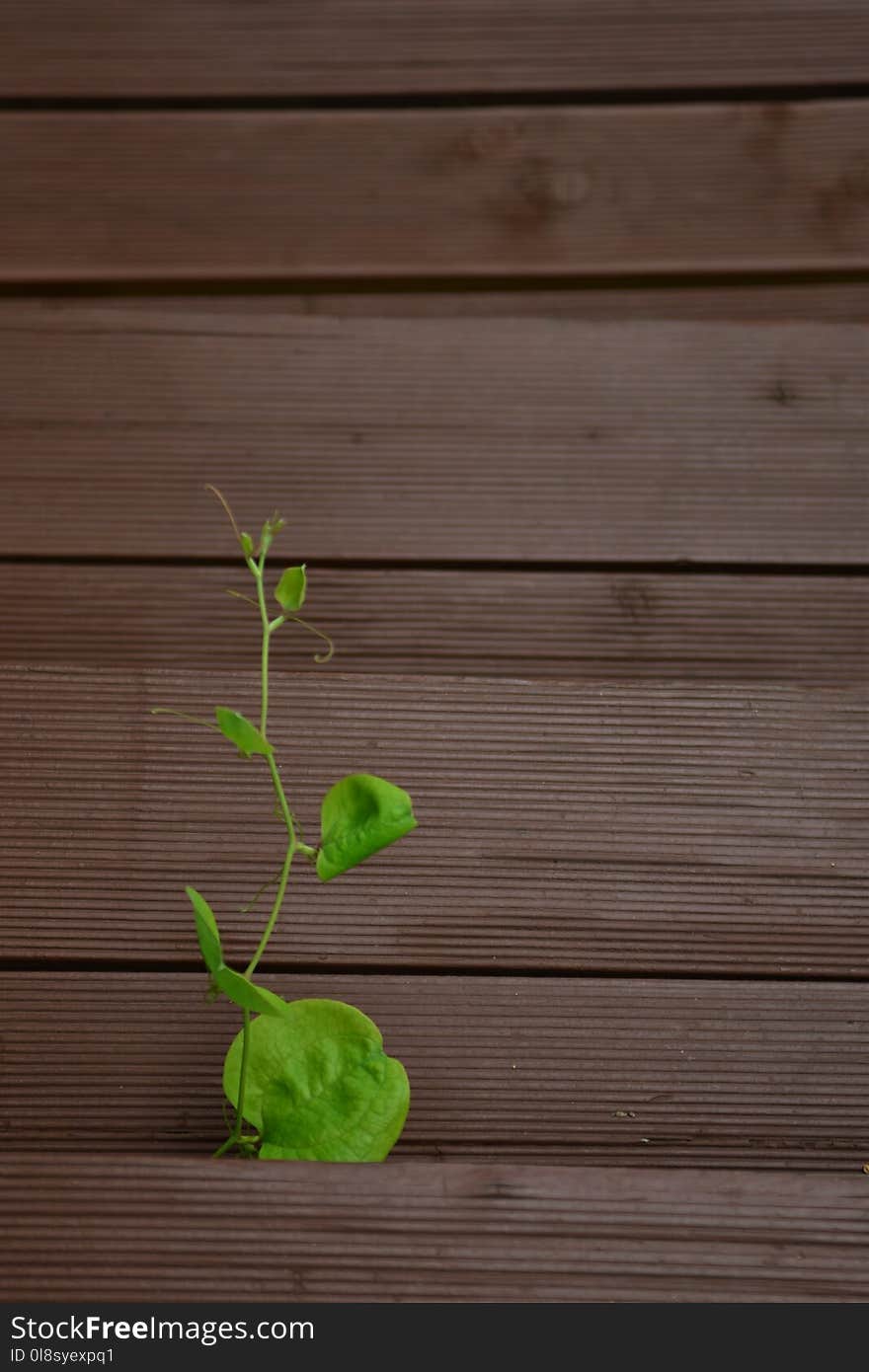 Green, Leaf, Wood, Wood Stain