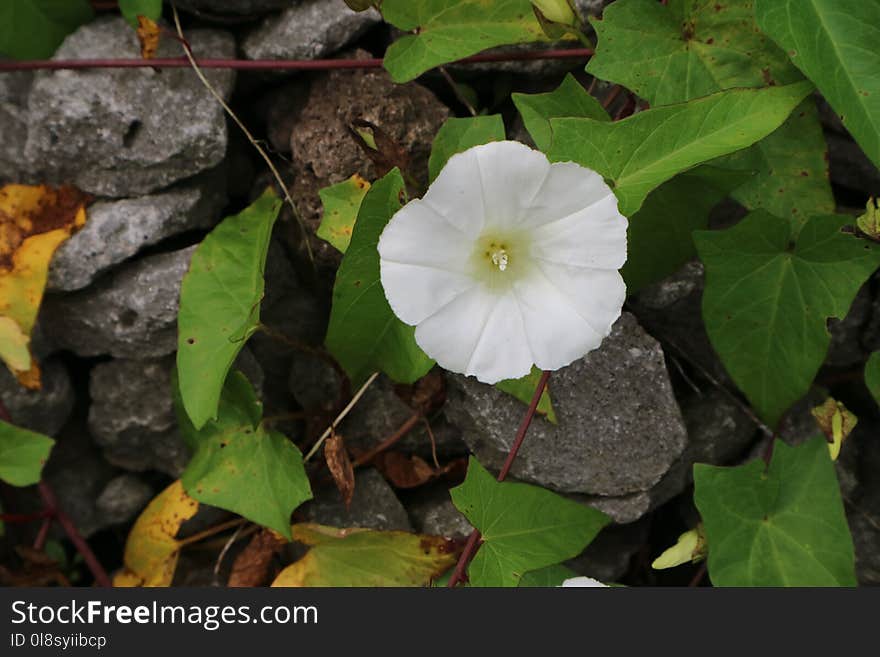 Plant, Flower, Wildflower, Flora