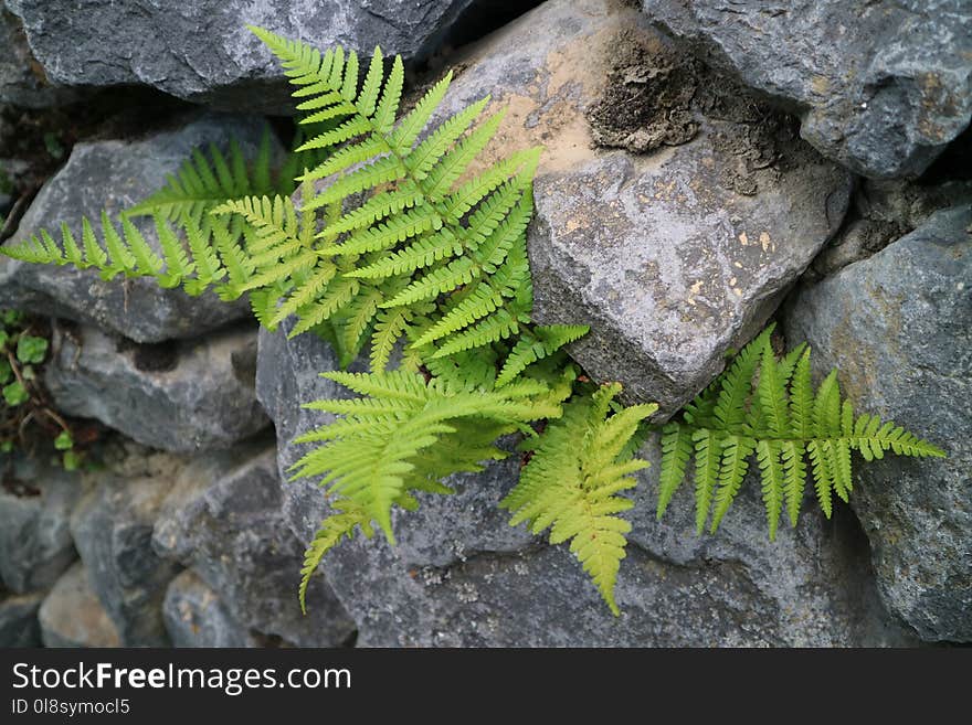 Plant, Ferns And Horsetails, Vegetation, Fern