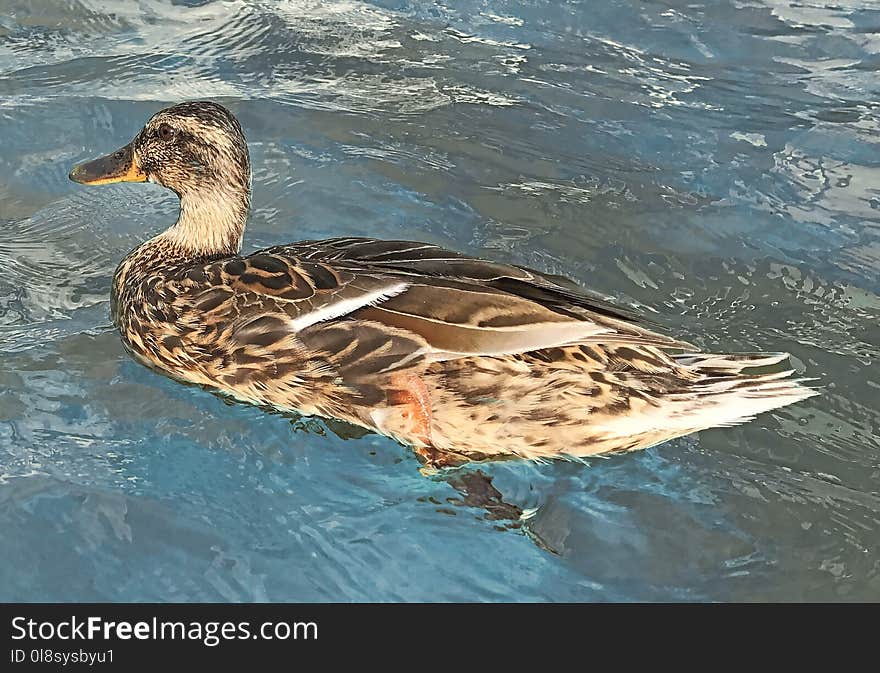 Duck, Bird, Mallard, Water