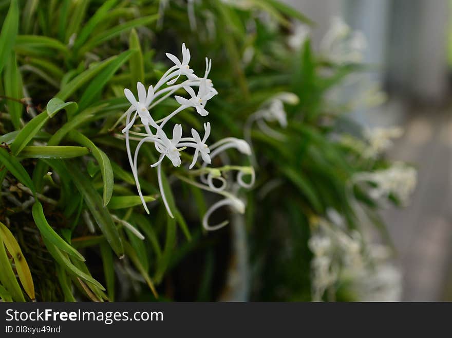 Plant, Flower, Flora, Hymenocallis