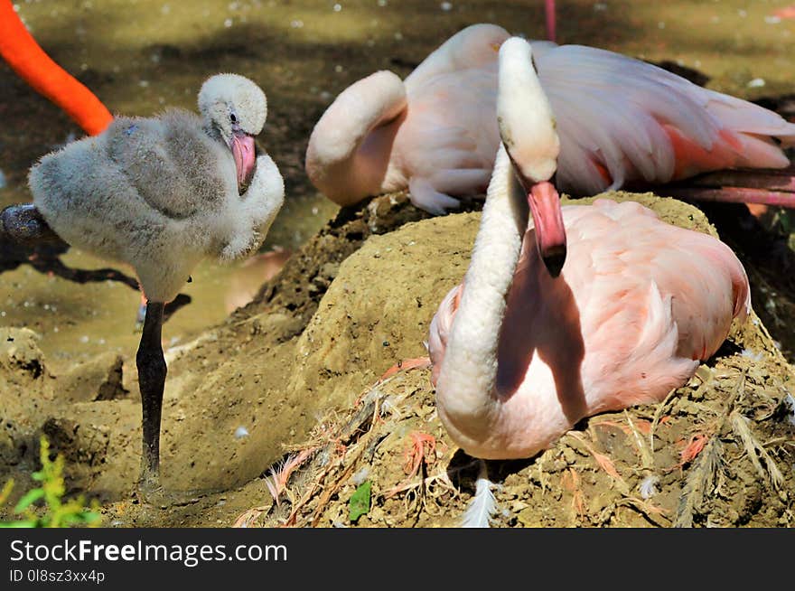 Bird, Flamingo, Water Bird, Fauna