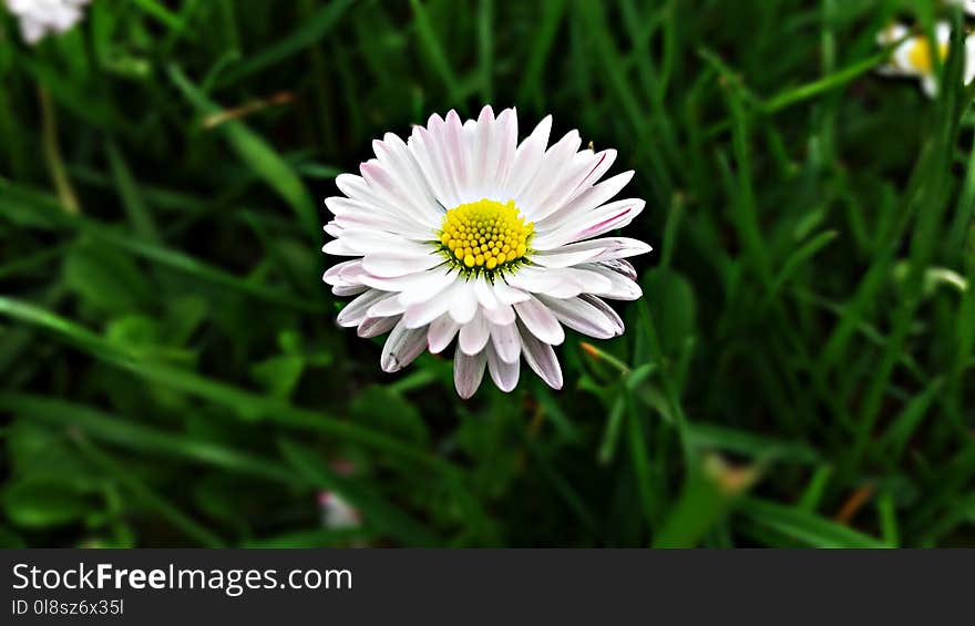 Flower, Flora, Plant, Daisy