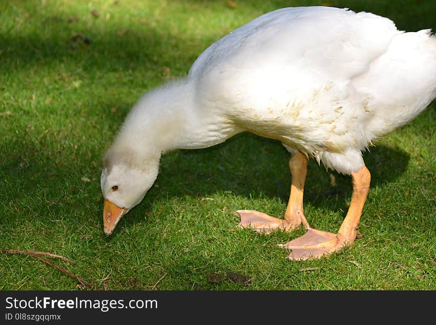 Bird, Water Bird, Beak, Fauna