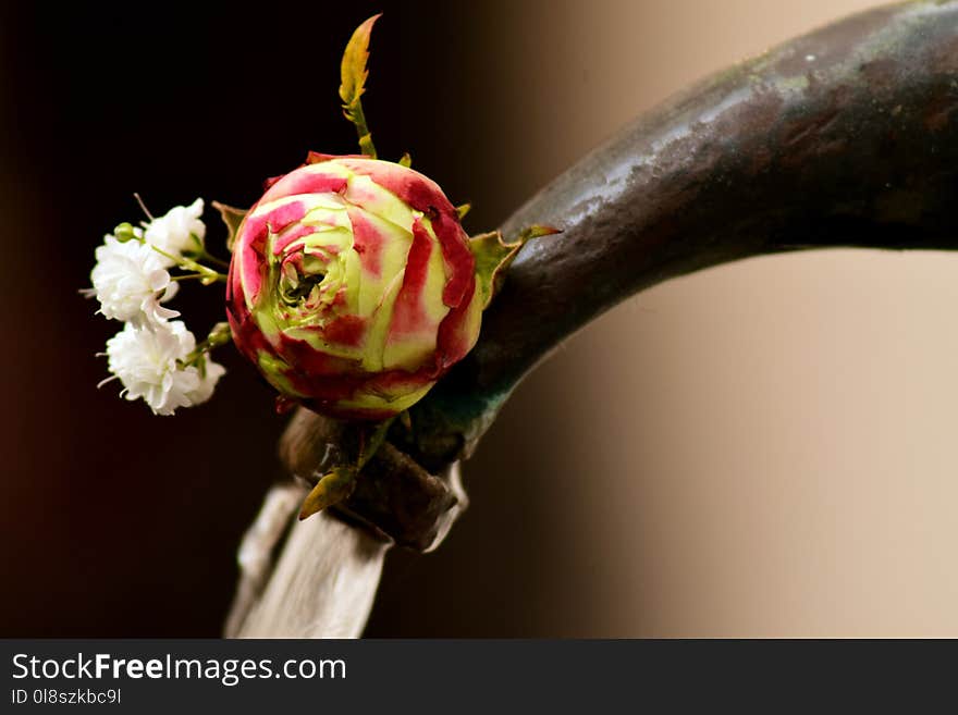 Flower, Close Up, Rose Family, Petal