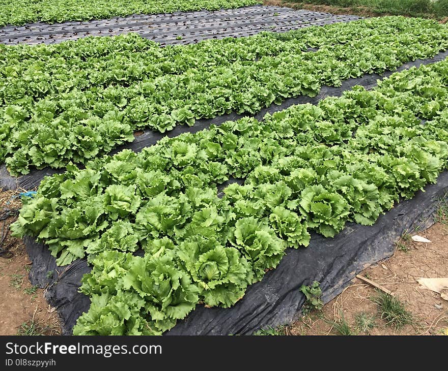 Leaf Vegetable, Agriculture, Produce, Field