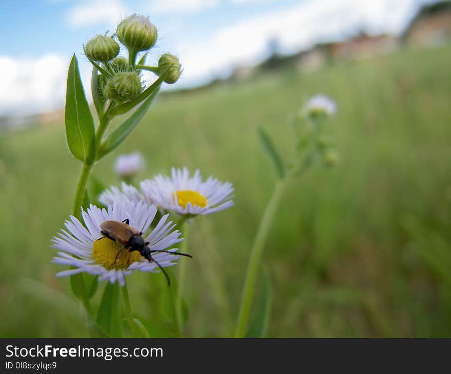 Flower, Flora, Meadow, Wildflower