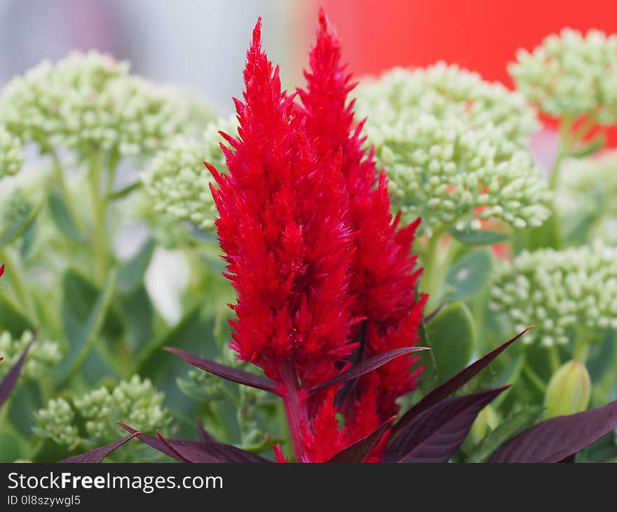 Plant, Flower, Flora, Woolflowers And Cockscombs