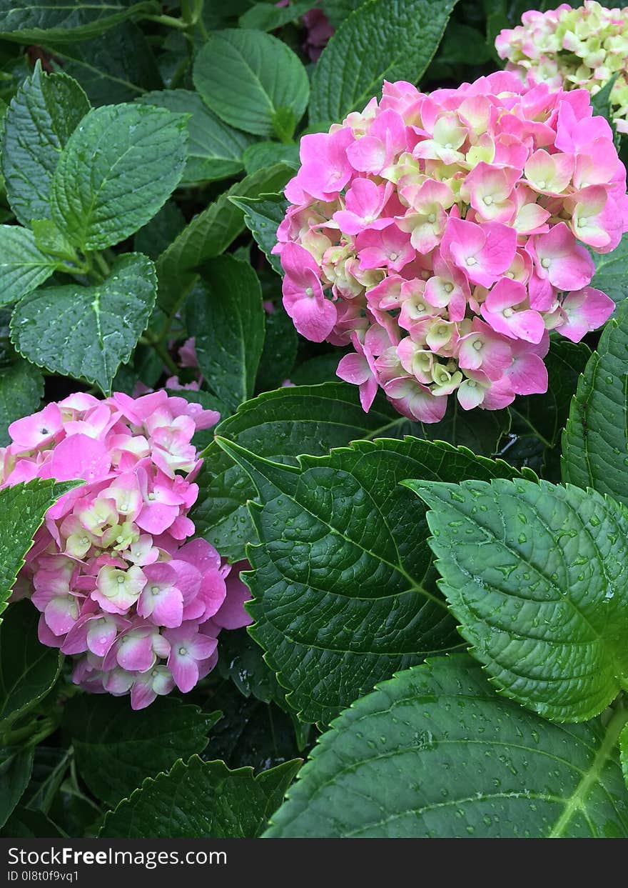 Flower, Plant, Flowering Plant, Hydrangea