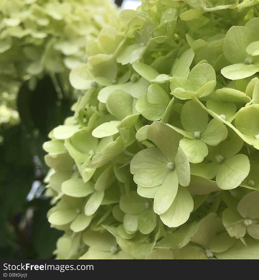 Flower, Plant, Hydrangea, Flowering Plant