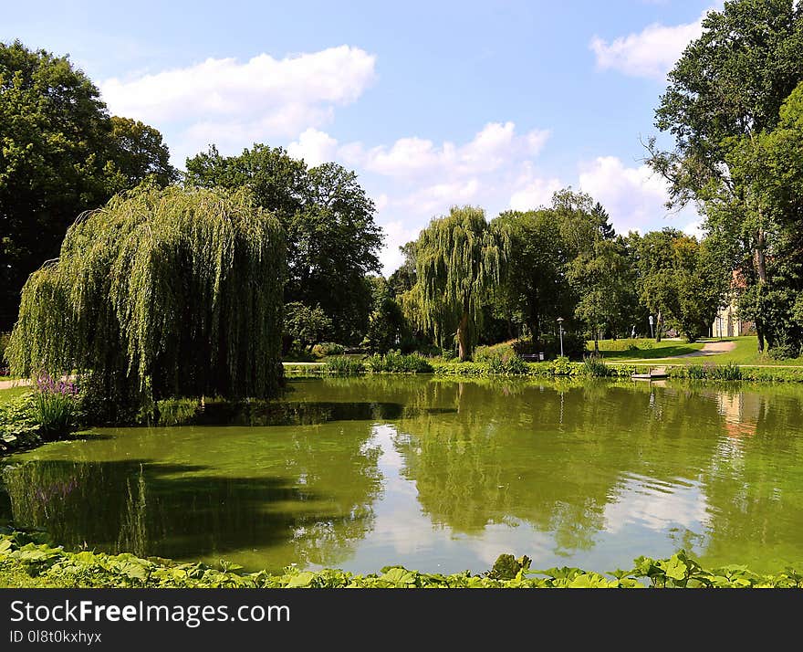 Reflection, Nature, Vegetation, Water