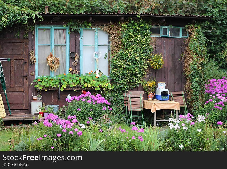 Flower, Garden, Plant, Yard