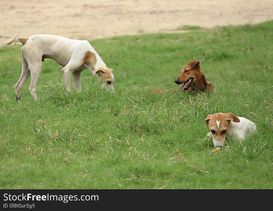 Dog Breed, Grass, Dog, Grassland