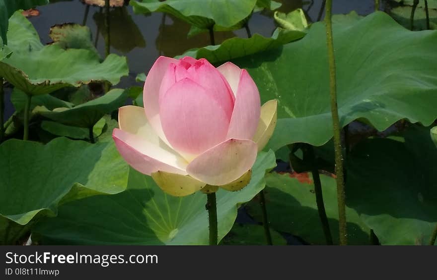 Flower, Plant, Lotus, Sacred Lotus