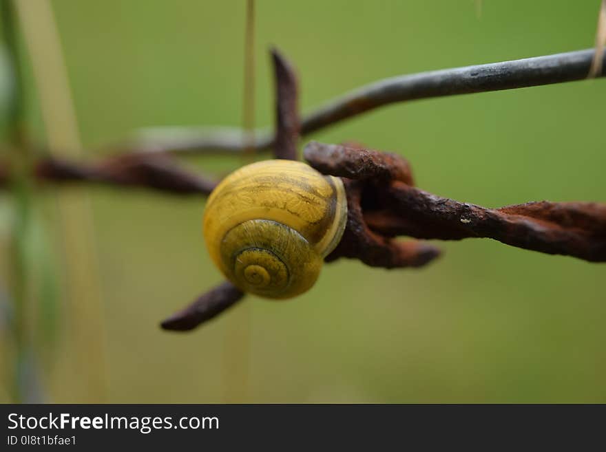 Snails And Slugs, Snail, Macro Photography, Close Up