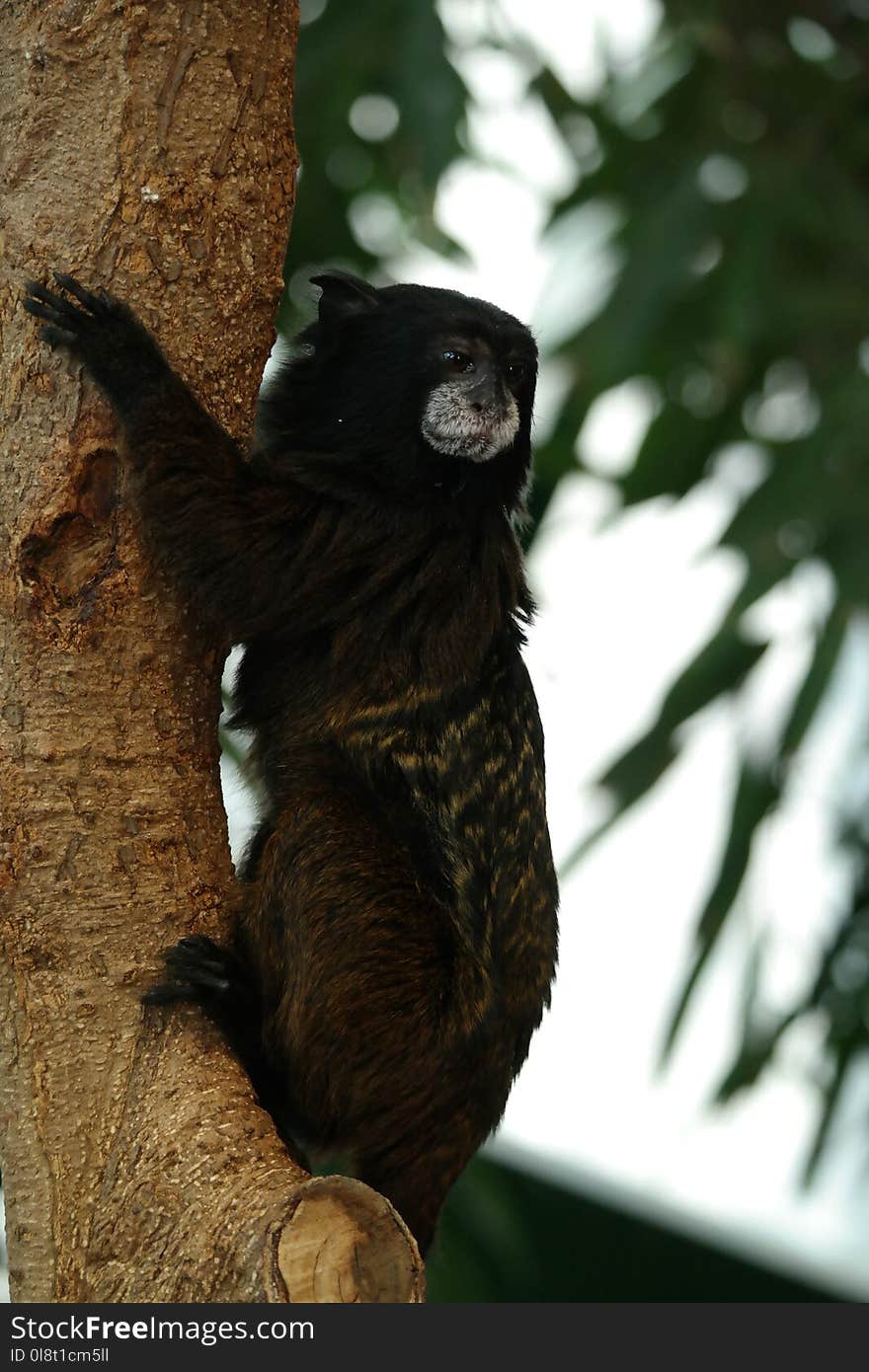 Fauna, Fur, Tree, Snout