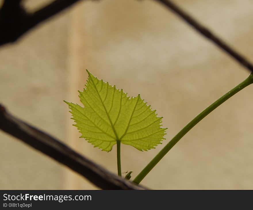 Leaf, Plant, Plant Stem