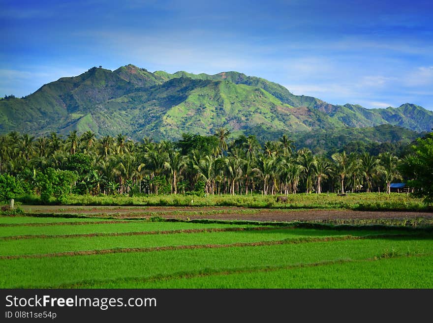 Vegetation, Nature, Highland, Grassland