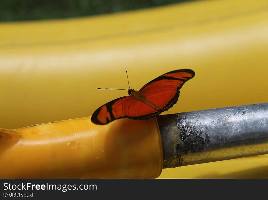 Insect, Yellow, Moths And Butterflies, Invertebrate