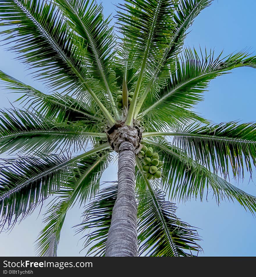 Tree, Vegetation, Palm Tree, Arecales