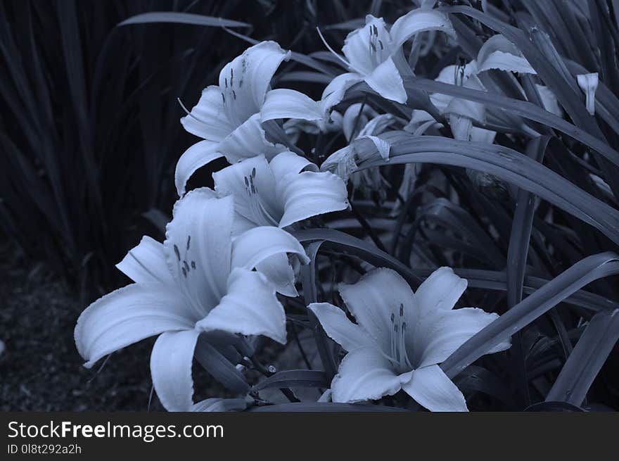 Flower, White, Plant, Black And White