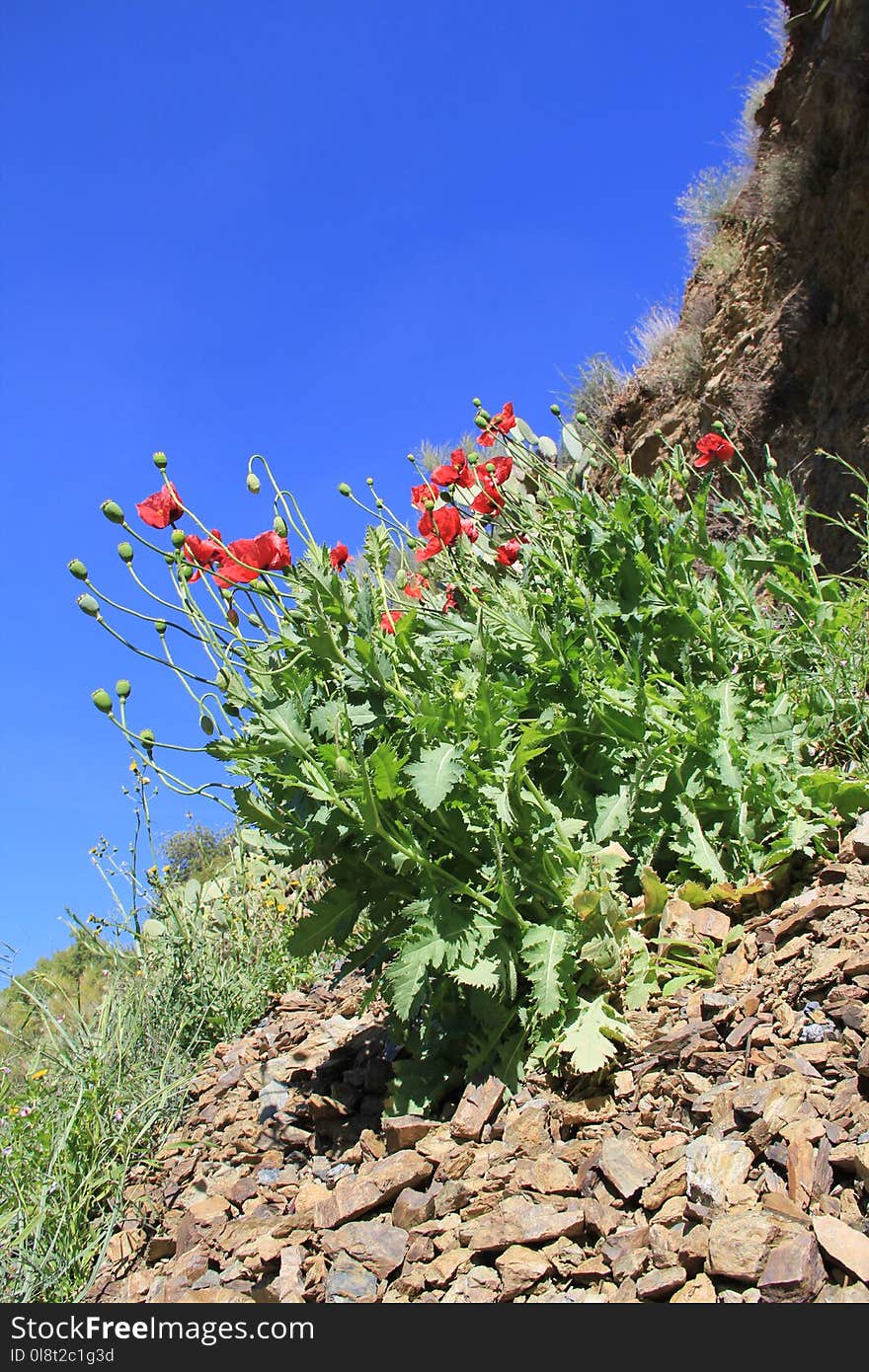 Plant, Flower, Flora, Vegetation